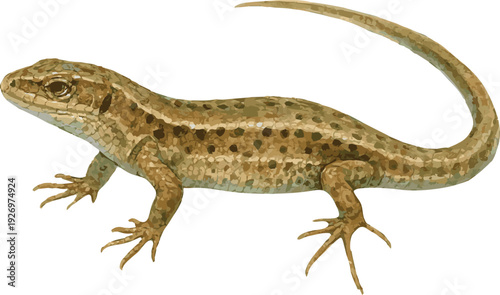 Vector watercolor illustration of a Zootoca vivipara lizard