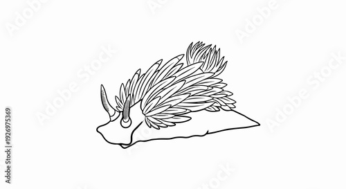 Detailed line drawing of a sea slug with feathery appendages