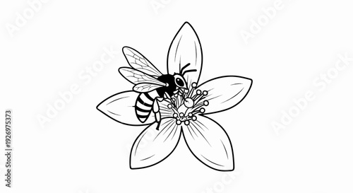 Detailed line drawing of a bee collecting nectar from a delicate flower