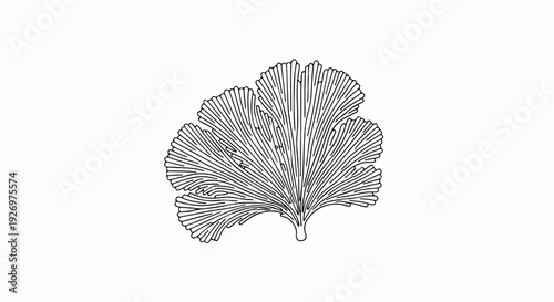 Stylized black and white line art of a Ginkgo leaf with detailed veins