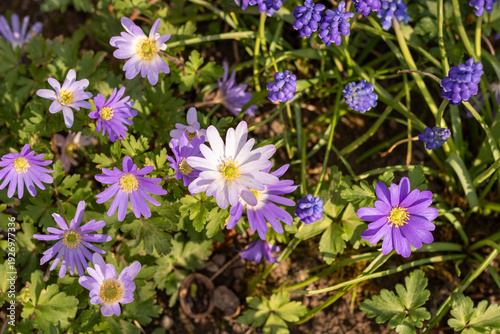 Purple spring flowers in garden flower bed