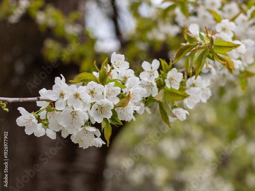 Konstfotografi White cherry blossom branch on tree in spring