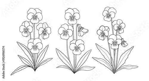 Elegant botanical illustration of clustered flowering plants in a garden setting isolated on transparent background, Vector