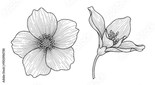 Detailed botanical illustration of a delicate flower and its seed pod isolated on transparent background, Vector
