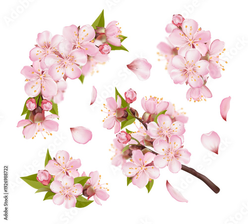 Realistic pink sakura blossom branches with buds and falling petals. Elegant spring floral elements isolated on light background, perfect for seasonal designs, branding, and decorative compositions.