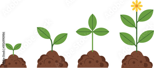 Plant growth stages from seedling to blooming flower isolated on white background simple flat botanical vector illustration