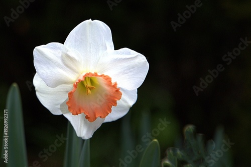 Fotografia Elegant 'Pink Charm' Narcissus flower with white perianth and a distinctive coral-pink edged corona