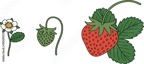 Strawberry growth cycle vector illustration showing flower blossom, green ripening fruit, and mature red berry with leaves