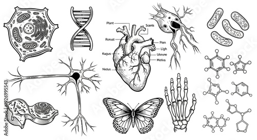 Detailed illustrations of human anatomy and biology concepts, including cells, neurons, and organs, depicted in a precise vector format for educational use.