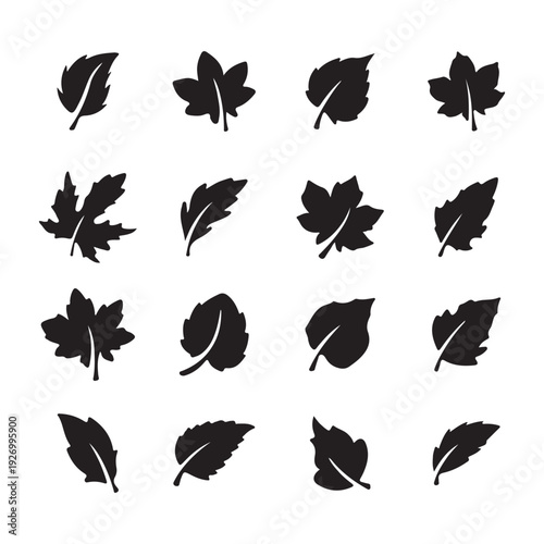 Leaf Vector Set Botanical Illustration Collection.