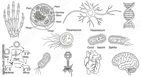 Detailed anatomical illustrations of human body parts and cells, showcasing various biological structures and organs with labels from a scientific viewpoint.