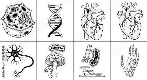 Detailed illustrations of human anatomy and biology elements including cells and organs displayed from various viewpoints