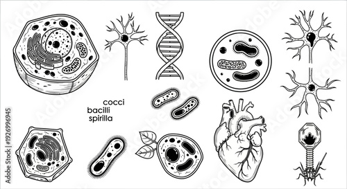 Collection of cell illustrations depicting various biological structures and organisms in a scientific diagrammatic style from a direct viewpoint