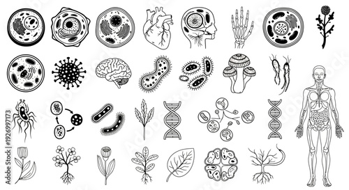 Collection of various biological elements and human anatomy illustrations in black and white