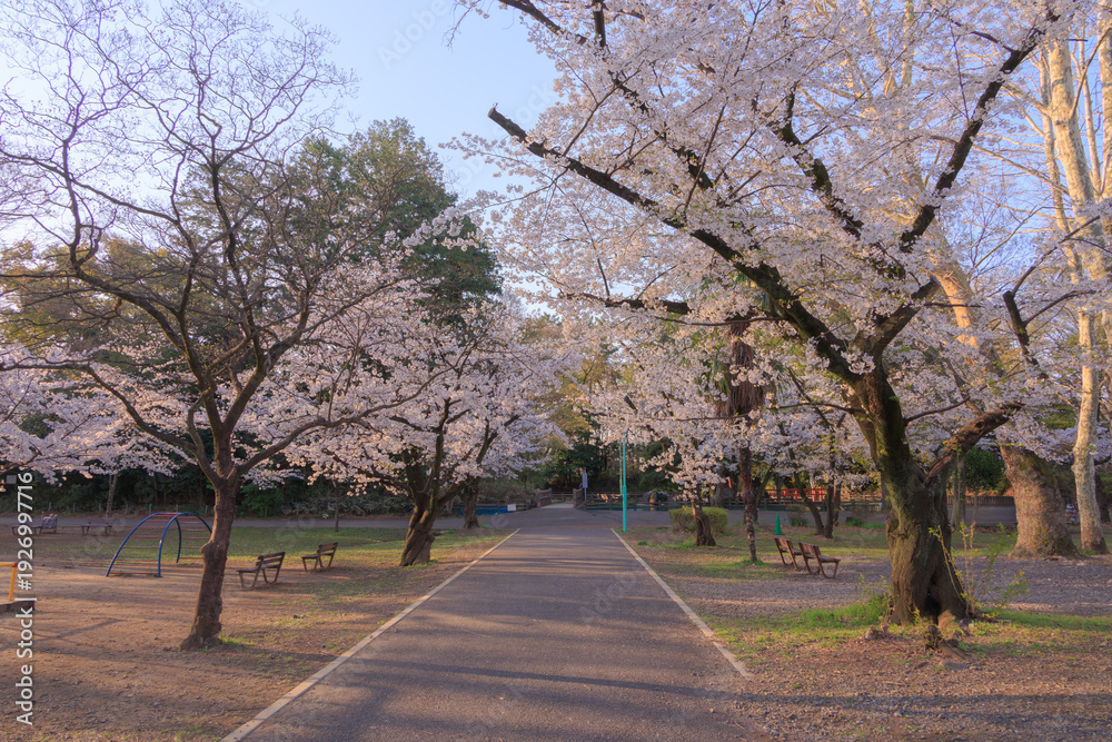 Obraz premium 早朝の与野公園内の桜