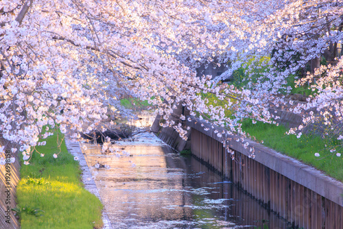 満開の鴻沼川の桜