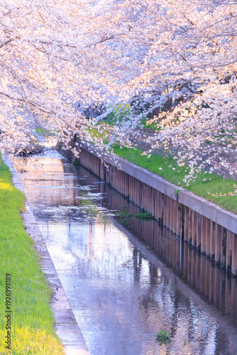 満開の鴻沼川の桜