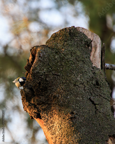 与野公園のシジュウカラ