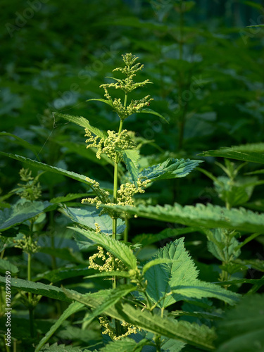 Close-up of blooming stinging nettle(Urtica dioica).