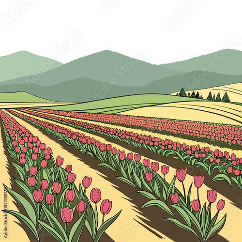 A picturesque field of vibrant tulips in bloom