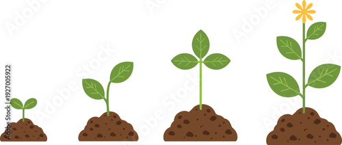 Flower plant growth stages from seedling to blooming flower in soil isolated vector illustration nature gardening education lifecycle concept