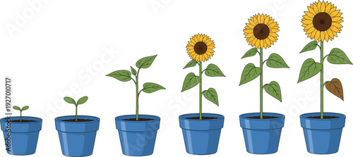 Sunflower plant growth stages in pots from seedling to blooming flower isolated vector illustration gardening botany education nature concept