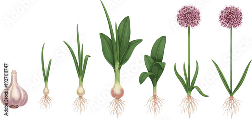 Onion growth stages from bulb to flowering plant isolated on white background botanical lifecycle vector illustration set for agriculture education