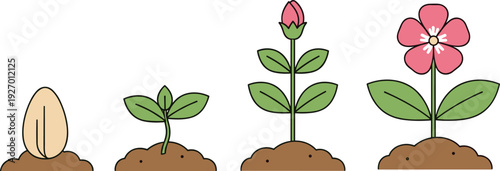 Seed germination and flowering plant growth stages isolated on white background simple botanical lifecycle vector illustration for biology education