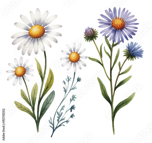 Delicate daisy and blue aster wildflower set in soft hand painted watercolor botanical style.