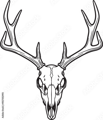 Black and white line of a deer skull with large antlers on a white background also transparent background
