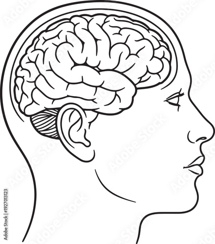 Black and white line of a human head profile showing the brain and ear also transparent background cerebellum