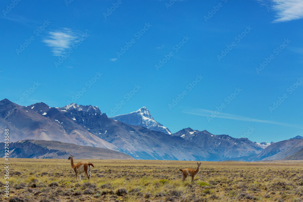 Fototapeta premium Guanaco