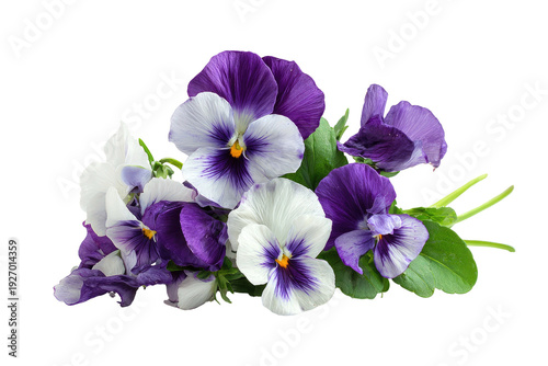 Cluster of vibrant purple and white pansies with green leaves, isolated on black