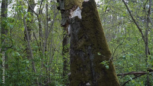 Wallpaper Mural A storm-broken tree trunk covered in moss and polypores stands among young spring foliage. Bracket fungi on the bark. A view pans upward, revealing the contrasting textures of wild forest nature.  Torontodigital.ca
