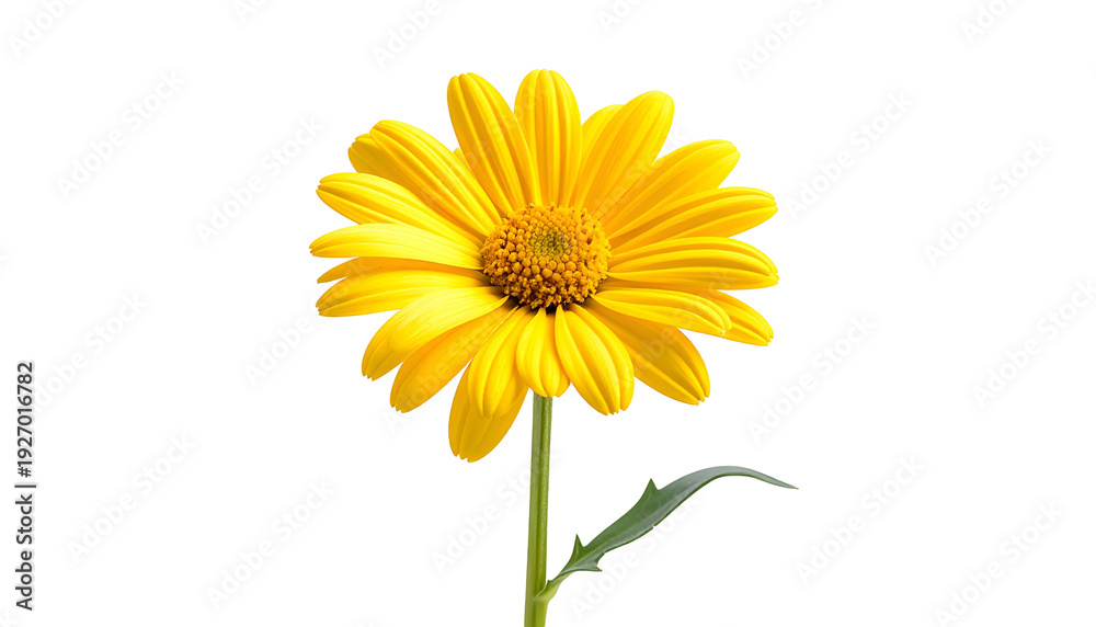 Fototapeta premium Bright yellow daisy with a brown center, green stem, and leaf, on a black background