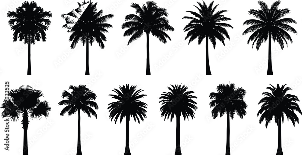 © Md - Collection of palm tree silhouettes, tropical coconut date palms set, black botanical summer trees isolated on white background