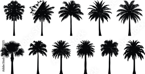 Collection of palm tree silhouettes, tropical coconut date palms set, black botanical summer trees isolated on white background