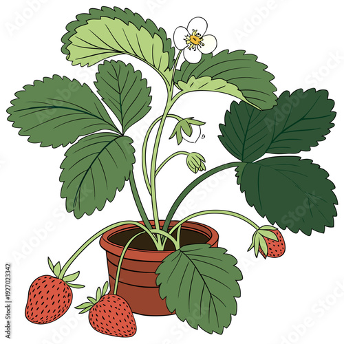A potted strawberry plant with ripe fruit and white flowers