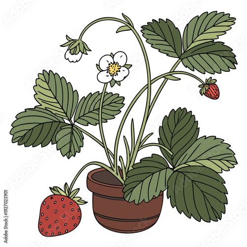 A potted strawberry plant with fruit and flowers