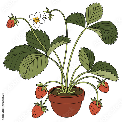 A potted strawberry plant with fruit and a flower