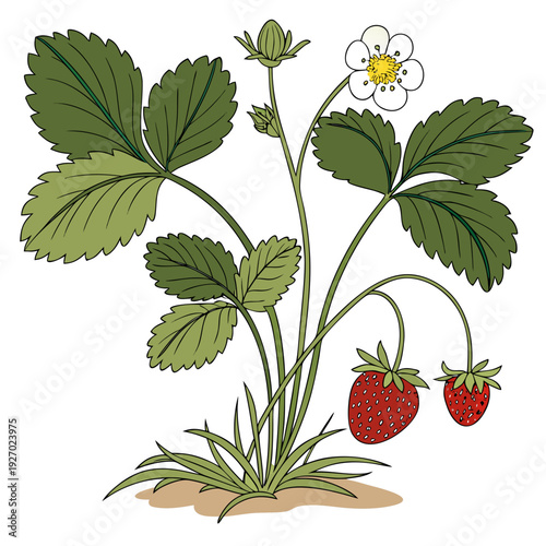 A strawberry plant with ripe red fruits and a white flower