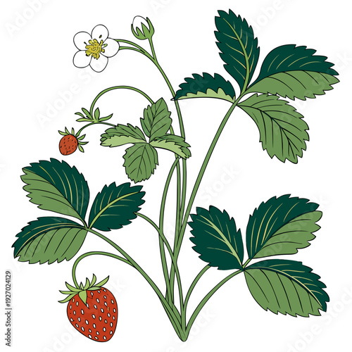 A strawberry plant with a ripe fruit and a flower