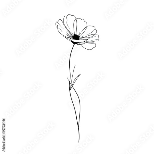 A single, delicate, black and white outline of a cosmos flower against a stark black background