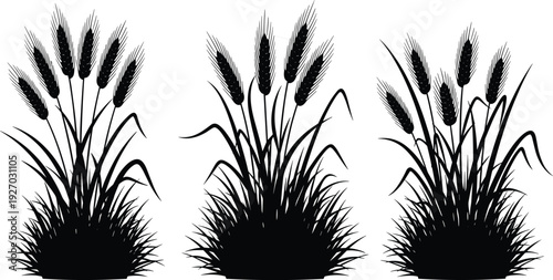 Set of black silhouettes featuring wheat stalks and cereal grasses with detailed grains and blades for agriculture and nature design,
