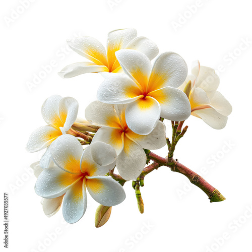 Cluster of white frangipani flowers with yellow centers and some water droplets