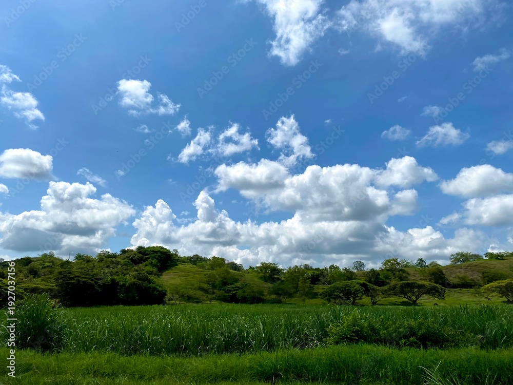 Fototapeta premium green field and blue sky