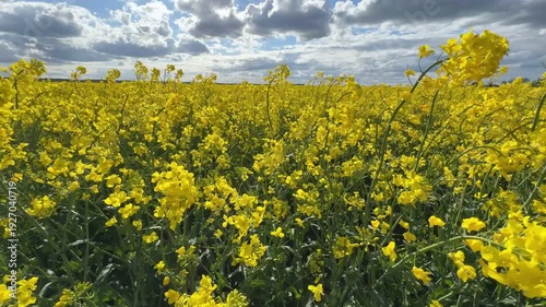 Moving into field of canola flowers