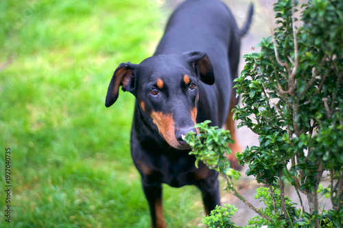 Doberman dog in the garden