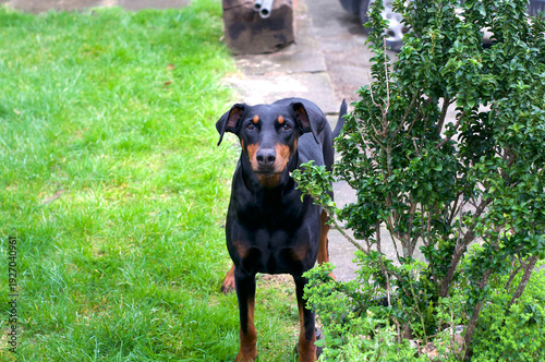 Doberman dog in the garden
