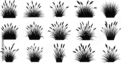 Set of black cattail grass silhouettes isolated on white background, decorative reed plants collection, marsh vegetation vector illustration for nature design elements